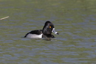 Ring-neck Duck