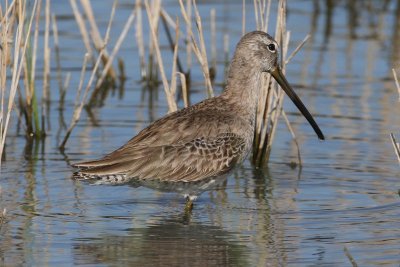 Long-billed Dowicher