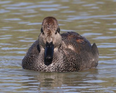 Gadwall