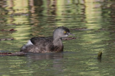 Least Grebe