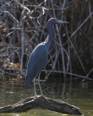 Little Blue Heron