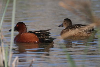 Cinnamon Teal