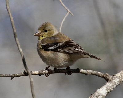 American Goldfinch