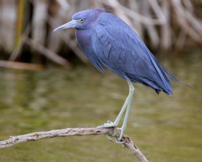 Little Blue Heron