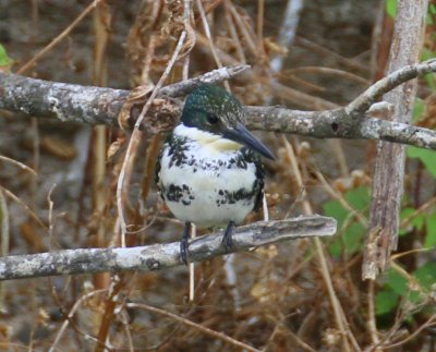 Green Kingfisher