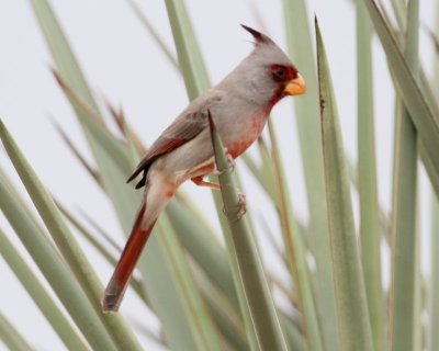 Pyrrhuloxia