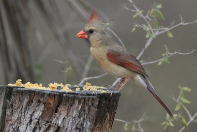 Northern Cardinal