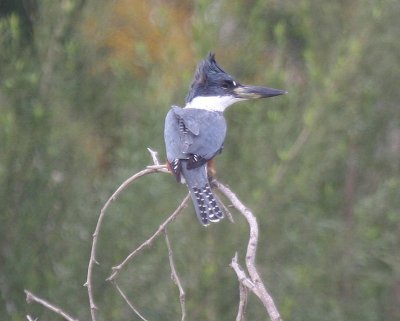 Ringed Kingfisher