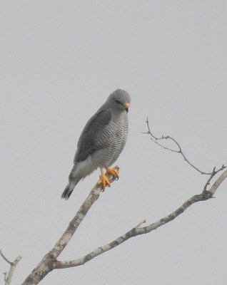 Gray Hawk