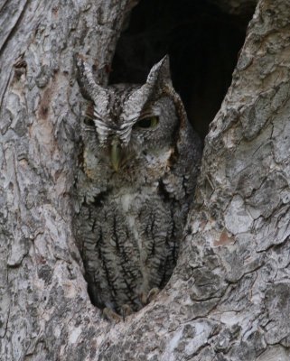 Eastern Screech-owl