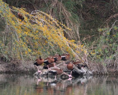 Black-bellied Tree-ducks