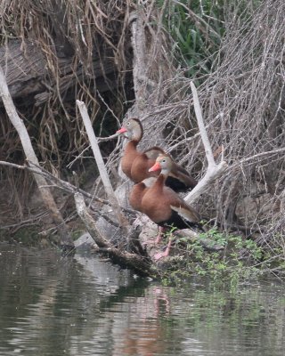 Black-bellied Tree-ducks