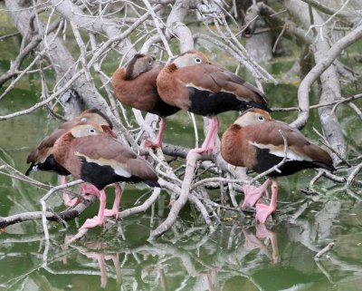 Black-bellied Tree-ducks