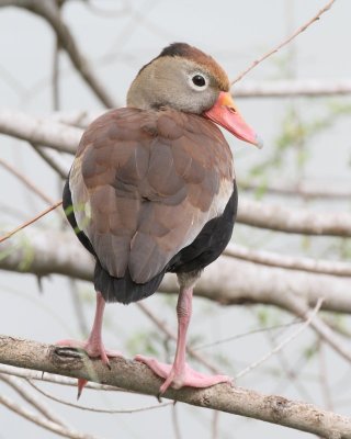 Black-bellied Tree-ducks