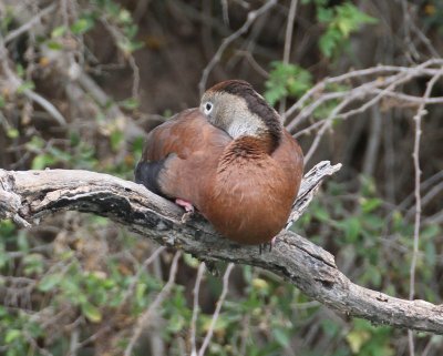 Black-bellied Tree-ducks