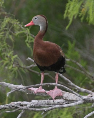 Black-bellied Tree-ducks