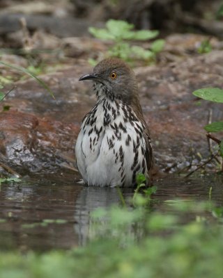 Long-billed Thrasher