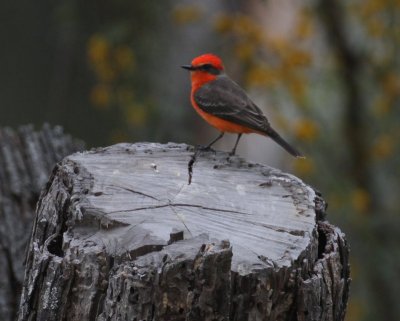 Vermilion Flycatcher