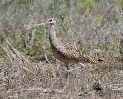 Long-billed Curlew