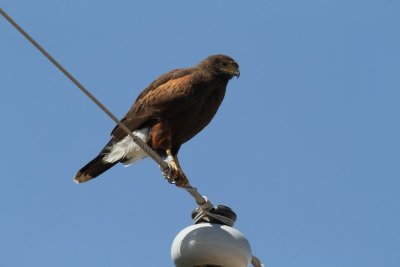 Harris's Hawk