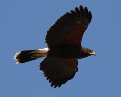 Harris's Hawk