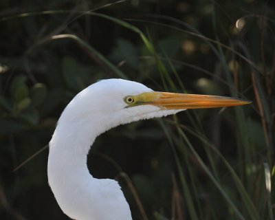 Great Egret