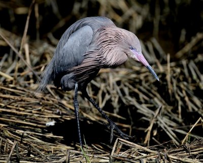 Reddish Egret