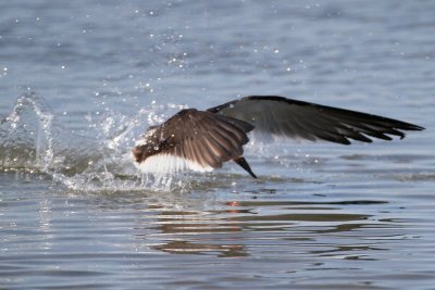 Black Skimmer