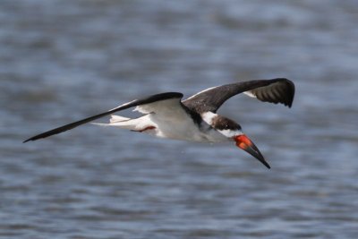 Black Skimmer