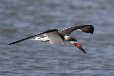 Black Skimmer