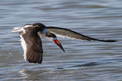 Black Skimmer