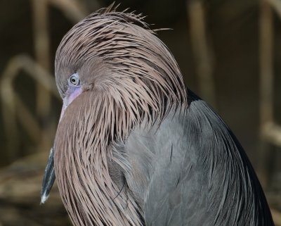 Reddish Egret