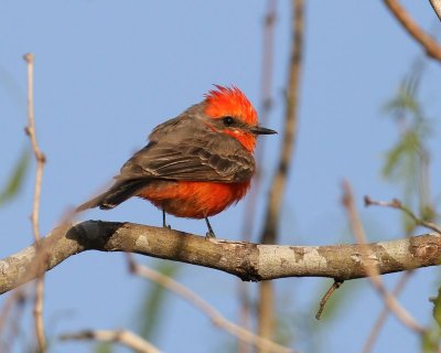 Vermilion Flycatcher