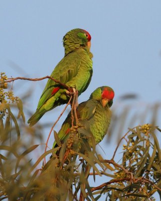 Red-crowned Parrot