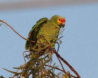 Red-lored Parrot