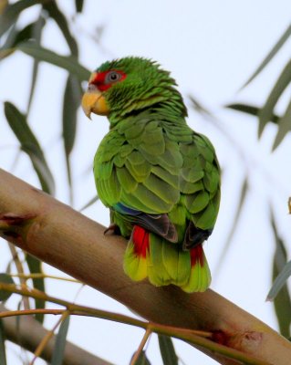 White-fronted Parrot