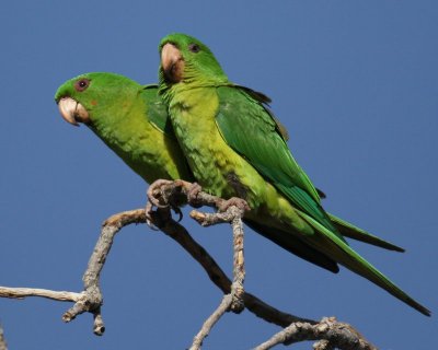 Green Parakeet