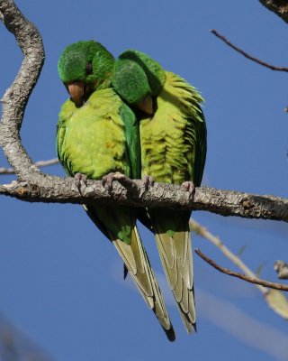 Green Parakeet