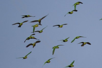 Green Parakeet