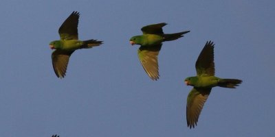 Green Parakeet