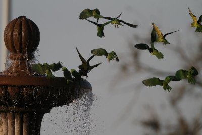 Green Parakeet