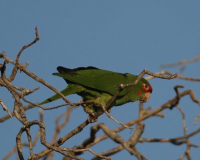 Mittred Parakeet