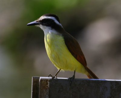 Great Kiskadee