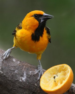 Altamira's Oriole