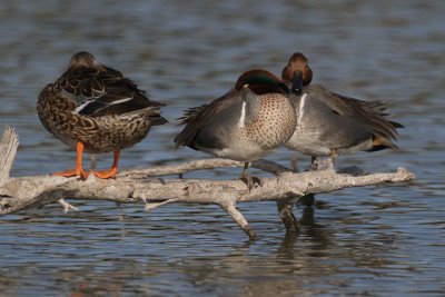 Green-winged Teal