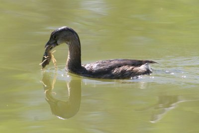 Pied-billed Grebe