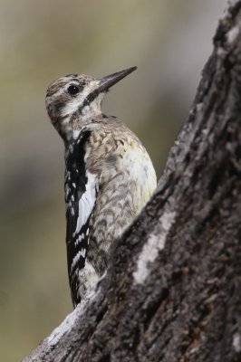 Yellow-bellied Sapsucker