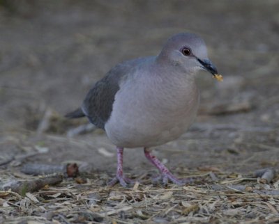 White tipped Dove