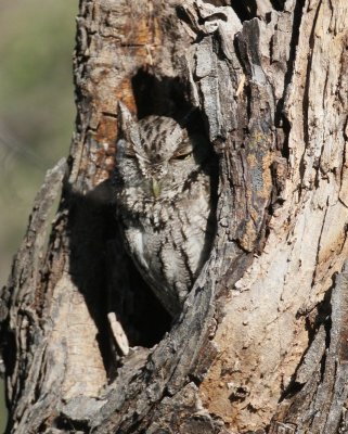 Eastern Screech Owl