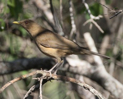 Clay colored Thrush